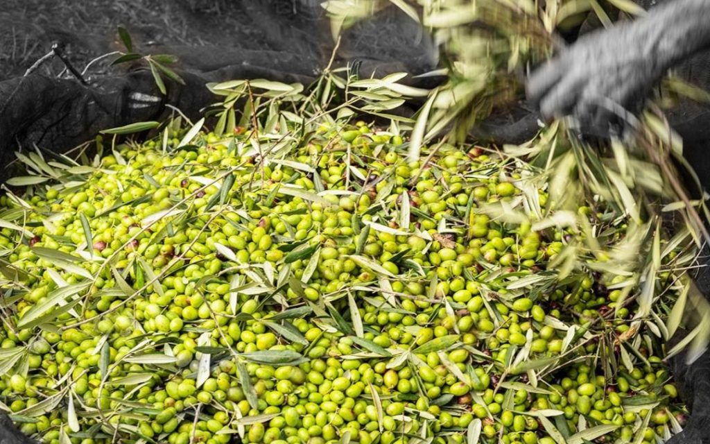 Produzione di olio extravergine: passione, pazienza e dedizione